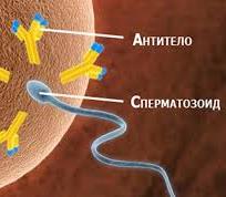 Антиспермальные антитела