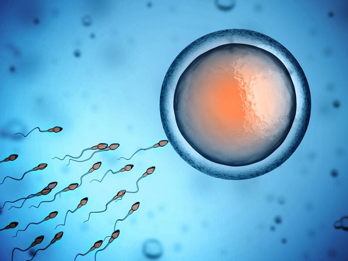 Как стать донором яйцеклеток (ооцитов)?
